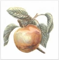 Декор Kerama Marazzi Оранжерея Яблоко 9,9х9,9 TFA009